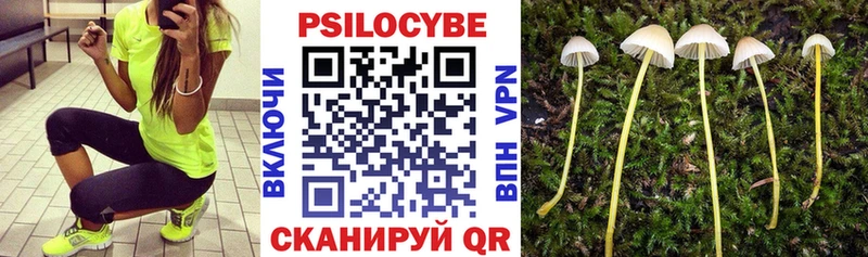 Псилоцибиновые грибы Psilocybe где купить наркоту блэк спрут Махачкала